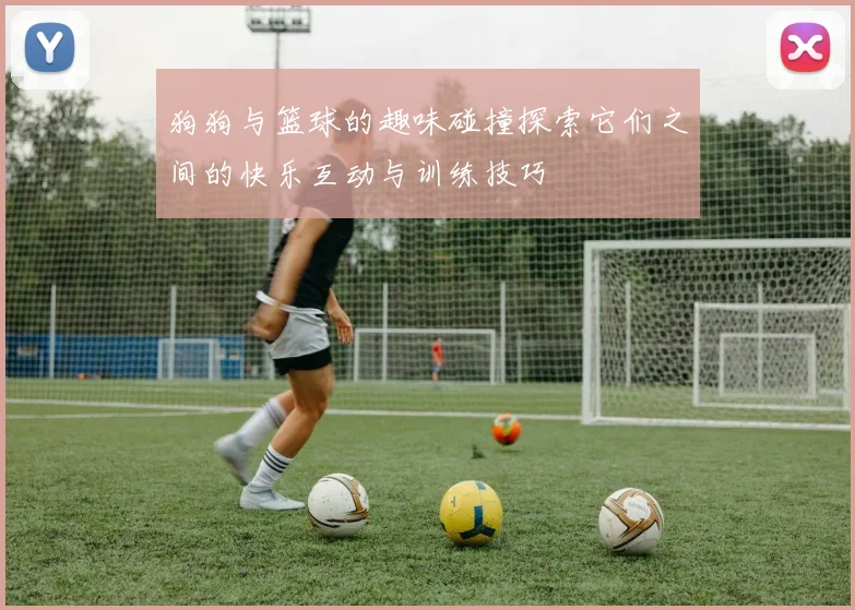 狗狗与篮球的趣味碰撞探索它们之间的快乐互动与训练技巧